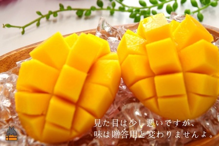 ≪先行予約≫【家庭用】徳之島センチュリー果樹園さんの完熟マンゴー約2kg ( マンゴー フルーツ わけあり 訳あり 訳有 果物 完熟 無加温 徳之島 世界自然遺産 美味しい とろける 旬 贅沢 糖度 南の島 )