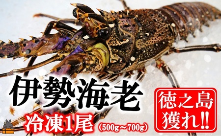 新鮮なまますぐ冷凍!!徳之島産冷凍伊勢海老1尾（500g~700g） （ 伊勢えび イセエビ 伊勢えび 伊勢エビ えび エビ 海老 鍋 ご馳走 海の幸 料理 焼き 人気 海産物 家族 正月 お祝い ）