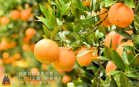 《徳之島町オリジナル！》アマミノクロウサギ共生たんかんジャム 160g　( ジャム アマミノクロウサギ ウサギ うさぎ 共生 自然保護 共に暮らす パン たんかん パッションフルーツ フルーツ 果物 島 濃厚 美味しい 徳之島 鹿児島 美農里館 世界自然遺産 武蔵野大学 )