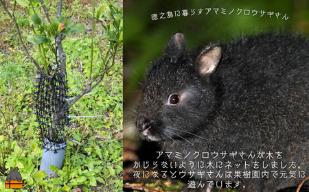 《徳之島町オリジナル！》アマミノクロウサギ共生たんかんジャム 160g　( ジャム アマミノクロウサギ ウサギ うさぎ 共生 自然保護 共に暮らす パン たんかん パッションフルーツ フルーツ 果物 島 濃厚 美味しい 徳之島 鹿児島 美農里館 世界自然遺産 武蔵野大学 )