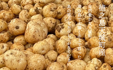 新じゃが】徳之島 天城町産 赤土じゃがいも 5kg M～2L 混合サイズ 南部