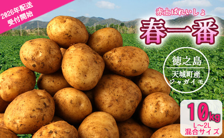 【先行受付】徳之島 天城町産 赤土ばれいしょ 新じゃが 春一番 10kg L~2L 混合サイズ ジャガイモ じゃがいも バレイショ