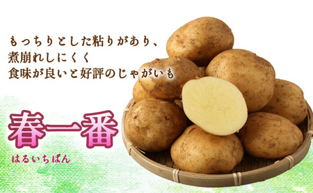 【先行受付】徳之島 天城町産 赤土ばれいしょ 新じゃが 春一番 20kg L～2L 混合サイズ ジャガイモ じゃがいも バレイショ