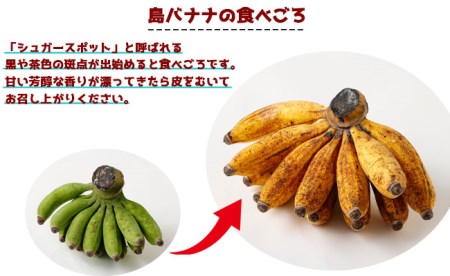 【鹿児島県天城町】【2026年発送】徳之島子宝バナナ 3kg 島バナナ バナナ AL-10-N