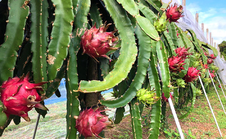 【2026年発送分】鹿児島県 徳之島 天城町産 ピンク ドラゴンフルーツ 約2kg トロピカルフルーツ ピタヤ AJ-5-N