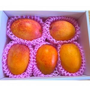 先行予約!2026年7月発送 徳之島 伊仙町 盛農園より徳之島マンゴー 約1kgをお届け!【自宅用】【配送不可地域：離島】【1535542】