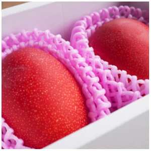 先行予約!2026年7月発送 徳之島 伊仙町 盛農園より徳之島マンゴー 約2kgをお届け!【化粧箱】【配送不可地域：離島】【1535544】