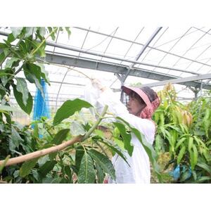 先行予約!2026年7月発送 徳之島 伊仙町 盛農園より徳之島マンゴー 約2kgをお届け!【化粧箱】【配送不可地域：離島】【1535544】