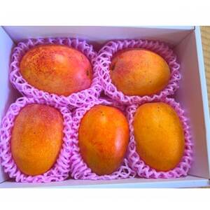 先行予約!2026年7月発送 徳之島 伊仙町 盛農園より徳之島マンゴー 約2kgをお届け!【自宅用】【配送不可地域：離島】【1535569】