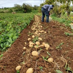 【先行予約! 2026年2月中旬発送】 伊仙町 特産品 有機栽培 ばれいしょ 約10kg【1484237】