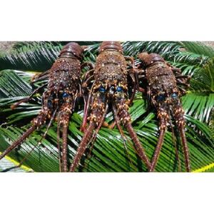 富山さん家の「伊勢海老」約2kg【配送不可地域:離島】【1656659】