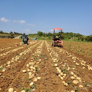 【先行予約! 2026年2月中旬発送】 伊仙町 特産品 有機栽培 ばれいしょ 約5kg【1474129】