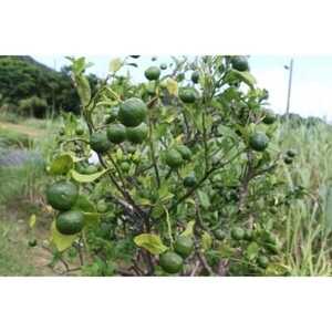 ヤマ・シークニン果汁300ml×2本セット【1407425】