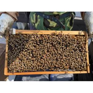 天然徳之島産はちみつ「センチュリーハニー」180g×2個【1408410】