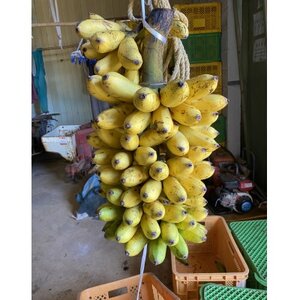貞さんの島バナナ約3kg【1404057】