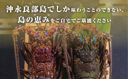 沖永良部島 直送 ！ 素潜り漁師 オススメ の 冷凍 伊勢海老 約 2kg （ 3～7匹 ）！ W030-011u 冷凍伊勢海老 イセエビ 伊勢えび 海老 エビ 海産物 海鮮 甲殻類 魚介 ぷりぷり 美味しい 甘い 新鮮 おいしい 天然 味噌汁 天ぷら 天そば おかず 夕食 惣菜 総菜 鹿児島県 西郷食堂 ふるさと納税 鹿児島 おすすめ ランキング プレゼント ギフト