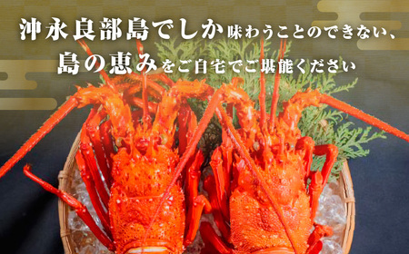 沖永良部島 直送 ！ 素潜り漁師 オススメ の ボイル済み 冷凍 伊勢海老 約 2kg （ 3 ～ 7匹 ）！ W030-012u ボイル済み冷凍伊勢海老 冷凍伊勢海老 イセエビ 伊勢えび 海老 エビ 海産物 海鮮 甲殻類 魚介 ぷりぷり 美味しい 甘い 新鮮 おいしい 天然 味噌汁 天ぷら 天そば おかず 夕食 惣菜 総菜 鹿児島県 西郷食堂 ふるさと納税 鹿児島 おすすめ ランキング プレゼント ギフト