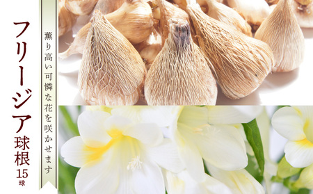 ■薫り高い可憐な花を咲かせます。フリージア球根 約15球入 W008-016u フリージア 春 可憐 贈り物 球根 花 フラワー 家庭菜園 花壇 福山花店 ふるさと納税 和泊町 おすすめ ランキング プレゼント ギフト