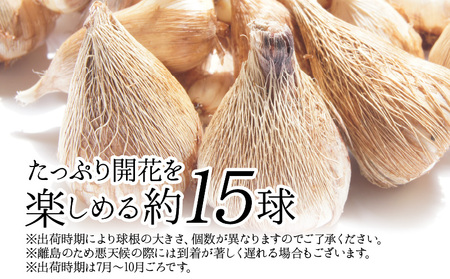 ■薫り高い可憐な花を咲かせます。フリージア球根 約15球入 W008-016u フリージア 春 可憐 贈り物 球根 花 フラワー 家庭菜園 花壇 福山花店 ふるさと納税 和泊町 おすすめ ランキング プレゼント ギフト