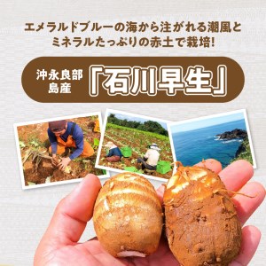 【 2025年 先行予約 】 農家直送 ！栽培歴40年！南の島の 赤土 里芋 1.5kg！【5月上旬～6月下旬】 W042-001u さといも 赤土里芋 サトイモ 野菜 やさい イモ類 根菜 根菜類 煮物 おかず 数量限定 限定 先行受付 受付 もっちり まろやか 柔らかい 美味しい おいしい 新鮮 人気 沖永良部島産 川間農園 ふるさと納税 鹿児島 おすすめ ランキング プレゼント ギフト