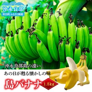 【W009-033u】【先行予約】まるとよ農産の島バナナ 1.5キロ【7月中旬～11月下旬】