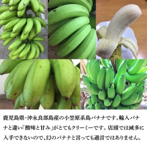 【W009-033u】【先行予約】まるとよ農産の島バナナ 1.5キロ【7月中旬～11月下旬】