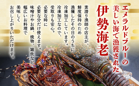 沖永良部島 直送 ！ 素潜り漁師 オススメ の 冷凍 伊勢海老 約 5kg （ 10 ～ 15匹 ）！ W030-005u 冷凍伊勢海老 イセエビ 伊勢えび 海老 エビ 海産物 海鮮 甲殻類 魚介 ぷりぷり 美味しい 甘い 新鮮 おいしい 天然 味噌汁 天ぷら 天そば おかず 夕食 惣菜 総菜 鹿児島県 西郷食堂 ふるさと納税 鹿児島 おすすめ ランキング プレゼント ギフト