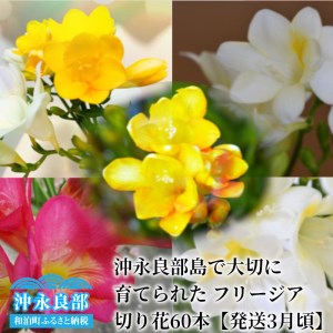 ■ 沖永良部島 で大切に育てられた フリージア 切り花 60本 【発送3月頃】 W008-017u 花 お花 装花 はな フリージア 切り花 きれい 可愛い 美しい ゴージャス 福山花店 ふるさと納税 鹿児島県 和泊町 おすすめ ランキング プレゼント ギフト