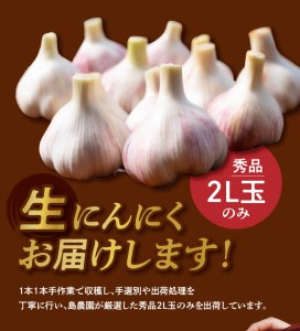 【 2025年 先行予約 】 農家 厳選 ！ 南国 の 赤土 で育んだ 沖永良部島産 生にんにく 2L玉 1kg【3月下旬～4月下旬】 W041-001u にんにく ニンニク 生ニンニク 野菜 期間限定 限定 先行受付 逸品 貴重 沖永良部産 秀品 濃厚 柔らかい おつまみ おかず 肉厚 美味しい 島農園 ふるさと納税 鹿児島 おすすめ ランキング プレゼント ギフト