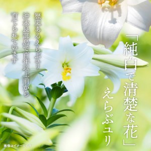 沖永良部島 で大切に育てられた えらぶユリ 切り花 10本入 W008-009u ユリ 切り花 10本入 沖永良部島 大切に育てられた 花 えらぶユリ切り花 えらぶ百合 観賞用 生け花 インテリア おしゃれ かわいい フラワー アレンジ フラワーアレンジメント 生花 花束 旬 鹿児島県 福山花店 ふるさと納税 和泊町 おすすめ ランキング プレゼント ギフト