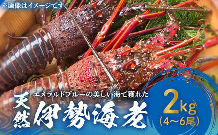 エメラルドブルーの美しい海で獲れた天然伊勢海老2㎏（4～6尾）！ W057-003u 冷凍 海鮮 エビ