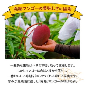 【W001-008u】【先行予約】訳あり 田中マンゴー園 完熟アップルマンゴー 4～8玉で2kg（ご家庭用）
