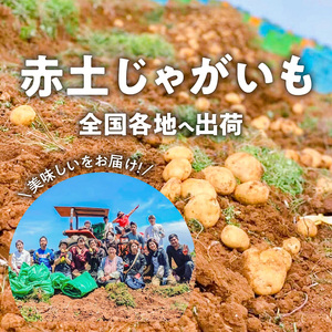 【 2025年 先行予約 】 皆村農園 の ホクホク ! ほりたて！ 春 の新 じゃがいも 10kg 【1月下旬～4月下旬】 W035-001 新じゃがいも ジャガイモ 野菜 先行受付 限定 期間限定 根菜 イモ類 イモ 沖永良部 カレー 肉じゃが コロッケ 煮物 沖永良部島 鹿児島県 ふるさと納税 和泊町 おすすめ ランキング プレゼント ギフト