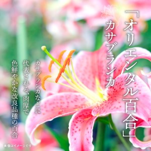 ■ 沖永良部島 で大切に育てられた オリエンタル ・ カサブランカ の 花 セット W008-012u 雑貨 日用品 花