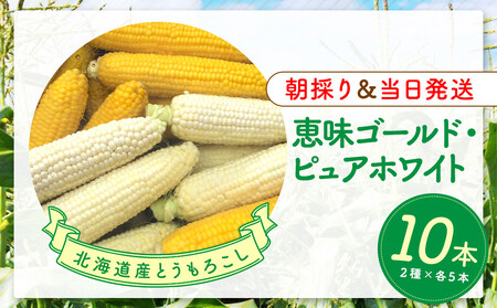 【2026年8月中旬発送開始】北海道産とうもろこし（恵味ゴールド5本・ピュアホワイト5本セット）