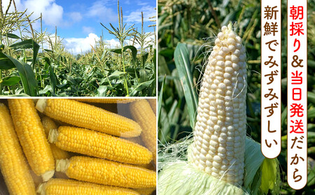 【2026年8月中旬発送開始】北海道産とうもろこし（恵味ゴールド10本・ピュアホワイト10本セット）
