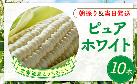 【2026年8月中旬発送開始】北海道産とうもろこし（ピュアホワイト10本）