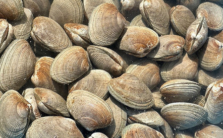 北海道 厚岸産 あさり2kg 殻付き 牡蠣 LLサイズ 20個　お歳暮 特別選別品
