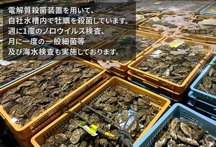 北海道厚岸産　殻付き＋ムキ身の牡蠣セット（生食用） 北海道 牡蠣 カキ かき 生食 生食用 むき身 むき牡蠣 殻付 ミルク 食べ比べ