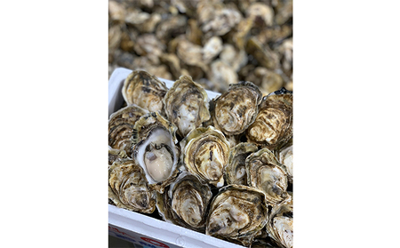 厚岸産 殻付き牡蠣(カキえもん)20個 生食用 ナイフ付(1個40~59g) 魚貝類 生牡蠣 かき 簡易ナイフ付