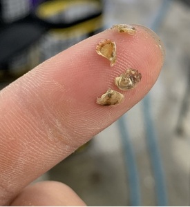 厚岸産 殻付き牡蠣(カキえもん)20個 生食用 ナイフ付(1個40~59g) 魚貝類 生牡蠣 かき 簡易ナイフ付