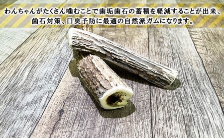 北海道産　ペット用鹿の角（2～3本入）×2袋　わんちゃん　おしゃぶり