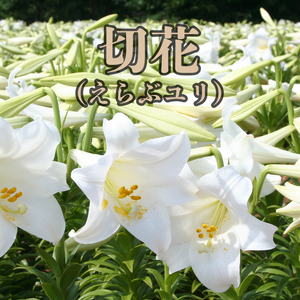 切花 えらぶユリ（ 12月 から 翌年 4月 頃 ）C005-007 花 植物 はな お花 ゆり 百合 えらぶゆり 香り きれい 白色 白 癒し 主婦の店（有限会社森商事） ふるさと納税 鹿児島 おすすめ ランキング プレゼント ギフト