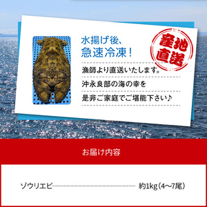 沖永良部島産！ゾウリエビ 約1kg（4～7尾）C041-001 冷凍 魚介 海老 エビ えび 沖永良部 美味しい あまい ぷりぷり 刺身 味噌汁 海の幸 直送 海産物 樋口邦彦 ふるさと納税 知名町 おすすめ ランキング プレゼント ギフト