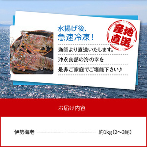 沖永良部島産 伊勢海老 約1kg( 2～3尾 ) C041-002 冷凍 魚介 伊勢えび イセエビ 伊勢エビ 海老 エビ えび 沖永良部 美味しい あまい ぷりぷり 刺身 味噌汁 海の幸 直送 海産物 樋口邦彦 ふるさと納税 知名町 おすすめ ランキング プレゼント ギフト