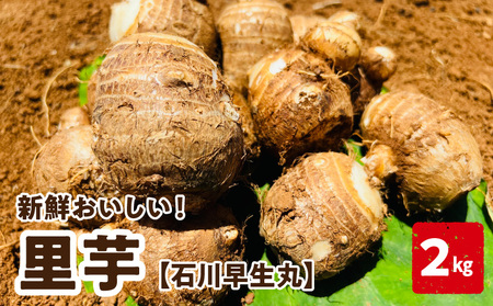 【 2026年先行予約 】新鮮おいしい!里芋( 石川早生丸 )2kg 6月お届け C056-001 里芋 サトイモ さといも さと芋 野菜 ベジタブル ベジタリアン ミネラル豊富 先行予約 先行受付 先行 予約 料理 調理 沖永良部産 堀りたて 美味しい 新鮮 穐田農園 ふるさと納税 知名町 おすすめ ランキング プレゼント