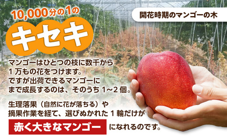 【 2026年 先行予約 】 えみちゃん農園 の 完熟 マンゴー 約1キロ （ 訳あり ） C008-007-01 果物 フルーツ