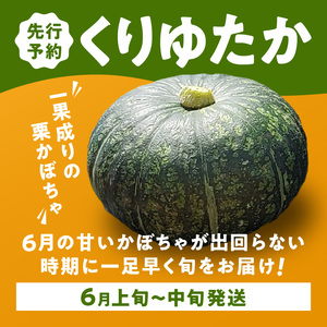 【 2025年 先行予約 】春かぼちゃ （ くりゆたか ） 2玉 C062-003-01 野菜 やさい かぼちゃ カボチャ 南瓜 栗かぼちゃ 栗カボチャ 栗南瓜 レア 貴重 先行受付 先行 予約 限定 旬 レア品種 人気 お菓子作り 甘い あまい 美味しい おいしい かぼちゃケーキ パンプキン パンプキンケーキ ポタージュ かぼちゃポタージュ かぼちゃスープ スープ 鹿児島県 鹿児島 沖永良部島 沖永良部 スナップ牧場 ふるさと納税 知名町 おすすめ ランキング プレゼント ギフト