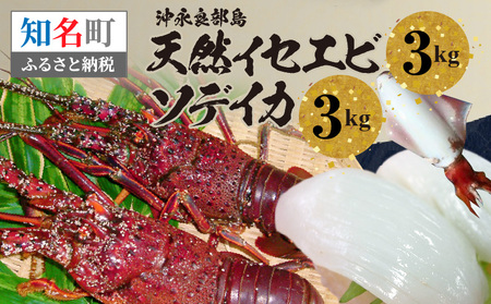 沖永良部島 天然 イセエビ 3kg ・ ソデイカ 3kg C010-019 魚介類 冷凍 海老 エビ 伊勢海老 烏賊 イカ