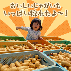 【 2026年 先行予約 】 農薬不使用 ！ 新ジャガイモ ゴールド 5kg 4月お届け C058-001 野菜 じゃがいも 芋
